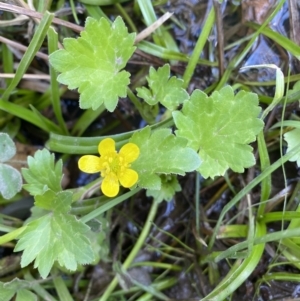 Ranunculus muricatus at Jerrabomberra, NSW - 3 Oct 2021