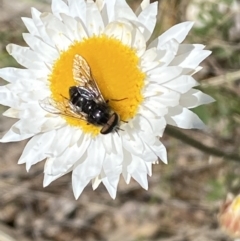 Dasybasis sp. (genus) (A march fly) at Jerrabomberra, NSW - 3 Oct 2021 by Steve_Bok