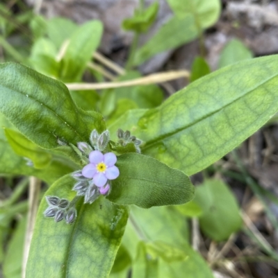 Myosotis laxa subsp. caespitosa (Water Forget-me-not) at Jerrabomberra, NSW - 3 Oct 2021 by Steve_Bok