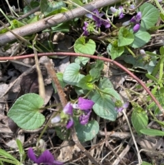 Viola odorata at Jerrabomberra, NSW - 3 Oct 2021 01:01 PM