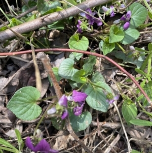 Viola odorata at Jerrabomberra, NSW - 3 Oct 2021 01:01 PM