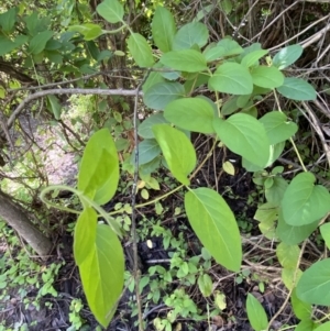 Lonicera japonica at Jerrabomberra, NSW - 3 Oct 2021