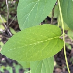 Lonicera japonica at Jerrabomberra, NSW - 3 Oct 2021 01:00 PM