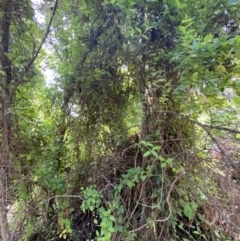 Lonicera japonica at Jerrabomberra, NSW - 3 Oct 2021 01:00 PM