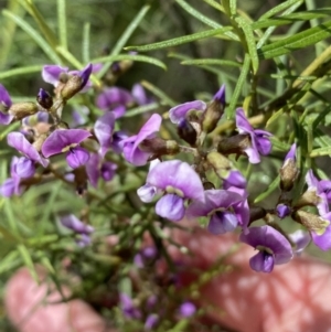 Glycine clandestina at Jerrabomberra, NSW - 3 Oct 2021