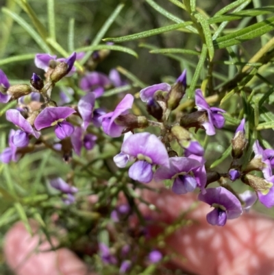 Glycine clandestina (Twining Glycine) at Jerrabomberra, NSW - 3 Oct 2021 by Steve_Bok