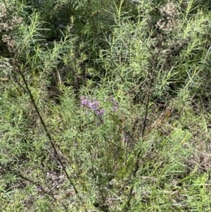 Glycine clandestina at Jerrabomberra, NSW - 3 Oct 2021