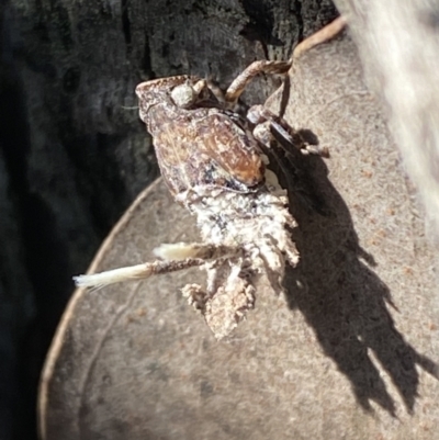 Platybrachys sp. (genus) (A gum hopper) at Jerrabomberra, NSW - 3 Oct 2021 by SteveBorkowskis