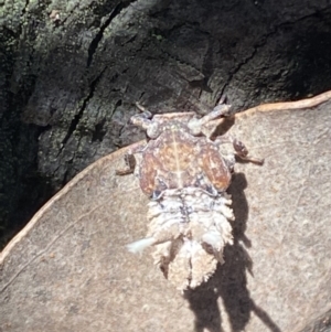 Platybrachys sp. (genus) at Jerrabomberra, NSW - 3 Oct 2021