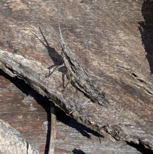 Coryphistes ruricola at Jerrabomberra, NSW - 3 Oct 2021