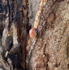 Paropsisterna sp. (genus) at Jerrabomberra, NSW - 3 Oct 2021