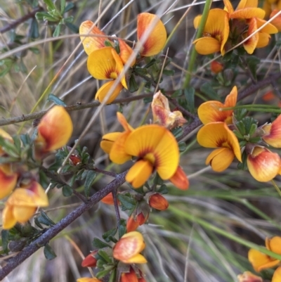 Pultenaea microphylla (Egg and Bacon Pea) at Jerrabomberra, NSW - 3 Oct 2021 by SteveBorkowskis