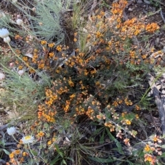 Pultenaea microphylla at Jerrabomberra, NSW - 3 Oct 2021