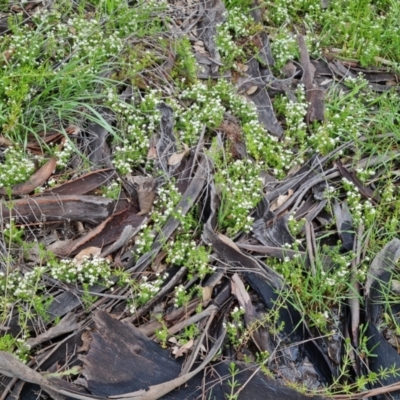 Asperula conferta (Common Woodruff) at Isaacs Ridge Offset Area - 3 Oct 2021 by Mike