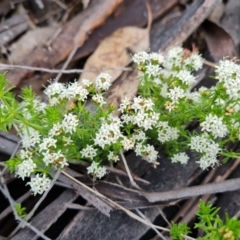 Asperula conferta at Jerrabomberra, ACT - 3 Oct 2021