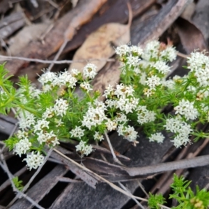 Asperula conferta at Jerrabomberra, ACT - 3 Oct 2021