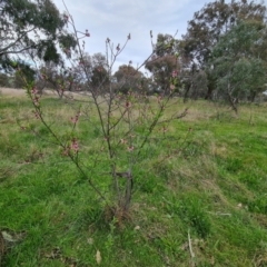 Prunus sp. (A Plum) at Isaacs Ridge Offset Area - 3 Oct 2021 by Mike