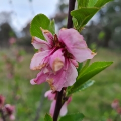 Prunus sp. at Jerrabomberra, ACT - 3 Oct 2021 03:58 PM