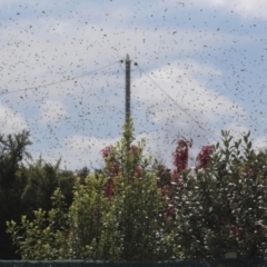 Apis mellifera at Hawker, ACT - 3 Oct 2021