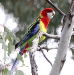 Platycercus eximius (Eastern Rosella) at Tuggeranong Hill - 3 Oct 2021 by ChrisHolder