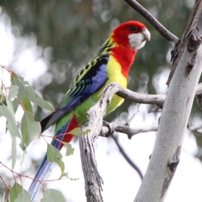 Platycercus eximius (Eastern Rosella) at Calwell, ACT - 3 Oct 2021 by ChrisHolder