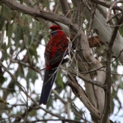 Platycercus elegans (Crimson Rosella) at Tuggeranong Hill - 3 Oct 2021 by ChrisHolder