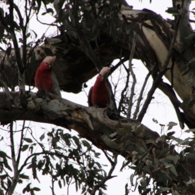 Eolophus roseicapilla (Galah) at Tuggeranong Hill - 3 Oct 2021 by ChrisHolder