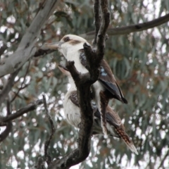 Dacelo novaeguineae (Laughing Kookaburra) at Calwell, ACT - 3 Oct 2021 by ChrisHolder