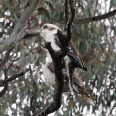 Dacelo novaeguineae (Laughing Kookaburra) at Tuggeranong Hill - 3 Oct 2021 by ChrisHolder