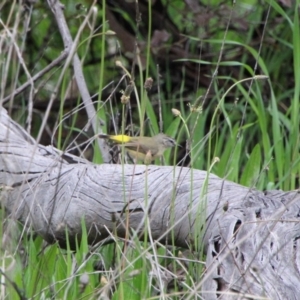 Acanthiza chrysorrhoa at Conder, ACT - 3 Oct 2021