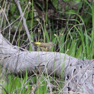 Acanthiza chrysorrhoa (Yellow-rumped Thornbill) at Tuggeranong Hill - 3 Oct 2021 by ChrisHolder