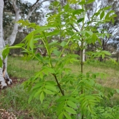 Fraxinus angustifolia at Jerrabomberra, ACT - 3 Oct 2021