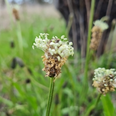 Plantago lanceolata (Ribwort Plantain, Lamb's Tongues) at Jerrabomberra, ACT - 3 Oct 2021 by Mike