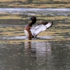 Aythya australis (Hardhead) at Splitters Creek, NSW - 2 Oct 2021 by Kyliegw