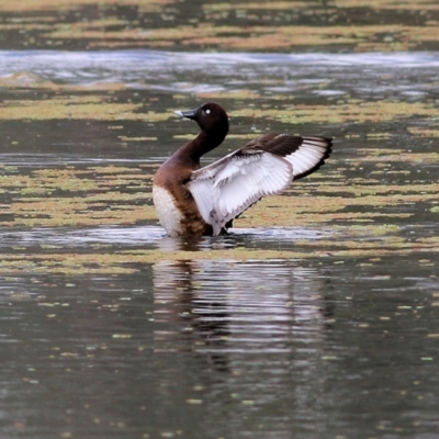 Aythya australis (Hardhead) at Splitters Creek, NSW - 3 Oct 2021 by KylieWaldon