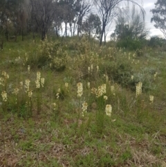 Stackhousia monogyna (Creamy Candles) at Mount Taylor - 3 Oct 2021 by Bex