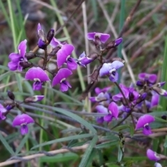 Glycine clandestina (Twining Glycine) at Little Taylor Grasslands - 2 Oct 2021 by RosemaryRoth