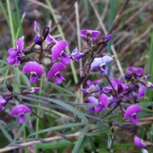 Glycine clandestina at Kambah, ACT - 2 Oct 2021 12:09 PM