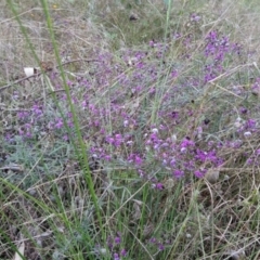 Glycine clandestina at Kambah, ACT - 2 Oct 2021 12:09 PM