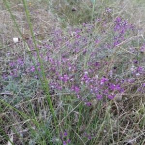 Glycine clandestina at Kambah, ACT - 2 Oct 2021 12:09 PM