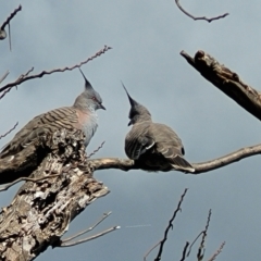 Ocyphaps lophotes (Crested Pigeon) at Holt, ACT - 2 Oct 2021 by trevorpreston