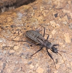 Coranus sp. (genus) (Assassin bug) at Paddys River, ACT - 3 Oct 2021 by tpreston