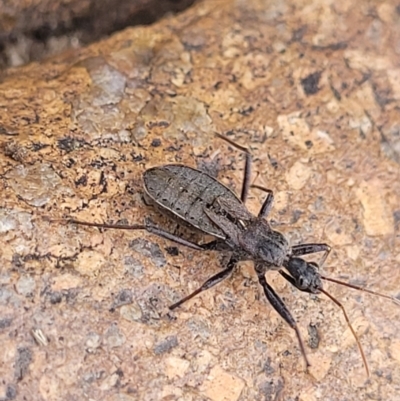 Coranus sp. (genus) (Assassin bug) at Paddys River, ACT - 3 Oct 2021 by tpreston