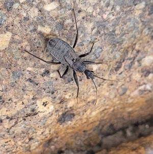 Coranus sp. (genus) at Paddys River, ACT - 3 Oct 2021 02:23 PM