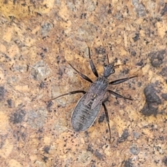 Coranus sp. (genus) at Paddys River, ACT - 3 Oct 2021 02:23 PM