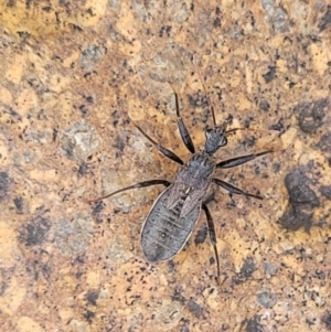 Coranus sp. (genus) at Paddys River, ACT - 3 Oct 2021 02:23 PM