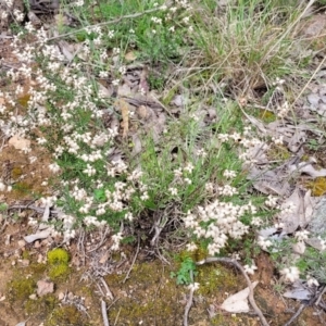 Cryptandra amara at Paddys River, ACT - 3 Oct 2021