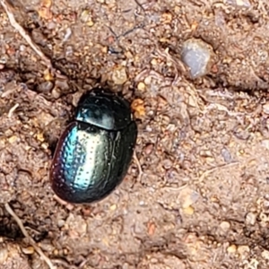 Chrysolina quadrigemina at Paddys River, ACT - 3 Oct 2021