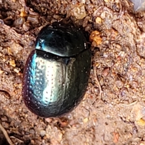 Chrysolina quadrigemina at Paddys River, ACT - 3 Oct 2021