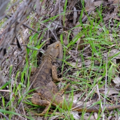 Pogona barbata (Eastern Bearded Dragon) at Lyneham, ACT - 3 Oct 2021 by pineapplealex17